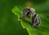 Osmia caerulescens (f)