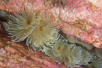 Bispira volutacornis