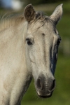 Grey Head and Shoulders