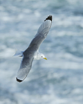 Kittiwake (breeding plumage) in flight over surf, Arnastapi, Iceland
