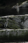 SBH003: Heron pair