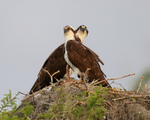 Ospreys at nest, Middleton's Fish Camp, Blue Cypress Lake, Florida