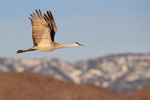 Sandhill Crane flying mountain background, Bosque del Apache