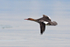 Red-breasted Merganser (female) in flight low over Poole Harbour