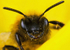 Andrena bicolor (f)