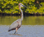 Goliath Heron.
