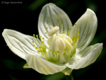 Grass-of-Parnassus (01)