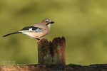 I Jay Aug