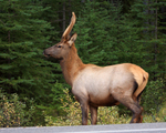 North American Elk, Banff, Canada
