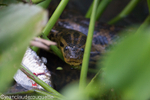 Anaconda