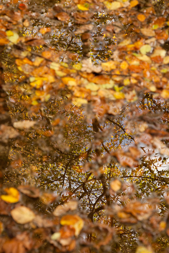 Golden Beech tree leaves deposited by their reflected owner.