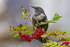 Female Ring Ouzel
