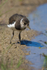 Lapwing chick on the Closes at Otmoor