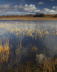 Reed pool & Suilven