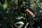 Rufous-backed Wren portfolio