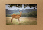 55 Deer