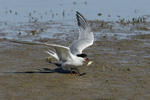Common Tern