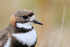 Two-banded Plover portrait, Carcass Island, Falklands
