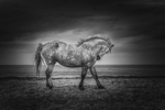 Into the world of Horses, Ireland.