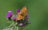 Small Pearl-Bordered Fritillary