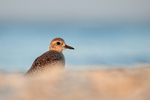Grey Plover - low angle shot, Sanibel Island, Florida