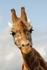 Curious Giraffe