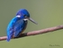 Half-collared pose