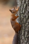 Posing Red Squirrel       ref 115A6527