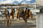 Seal meat 8094