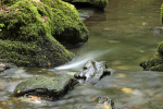 Dartmoor _ DR 006