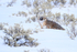 American Badger watches, Lamar Valley, Yellowstone National Park