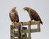 Two Sea Eagles calling, Flatanger, Norway