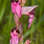 Tongue Orchid (Serapias lingua)