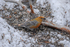 Pine Grosbeak