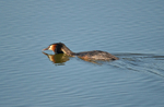 Great Crested Grebe