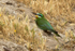 Blue-cheeked Bee-eater