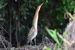 Rufescent tiger heron