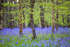 Cornish Bluebells