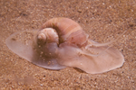 Euspira catena