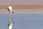 Andean Flamingo shaking head, Chile