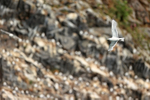 Black-legged Kittiwake flying past colony, Whittier, Alaska