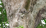 Young mandrill jumping