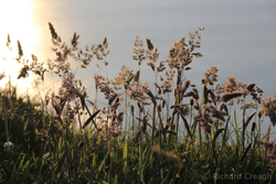 Summer Grasses