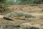 Nile crocodile