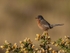 Dartford Warbler