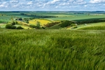 Barley Field.