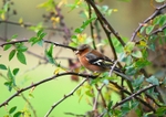Chaffinch