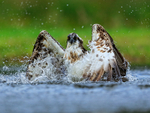 Osprey rises out of the water at Rothiemurchus