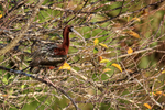 Glossy Ibis alert in tree, Wakodahatchee Wetlands, Florida