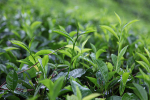 Tea leafs, Ella, Sri Lnka